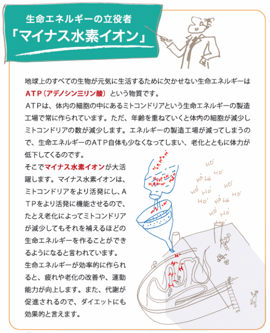 ミトコンドリアと水素の関係